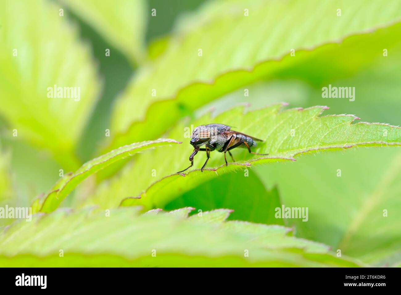 closeup of Stomorhina insects on green leaf Stock Photo