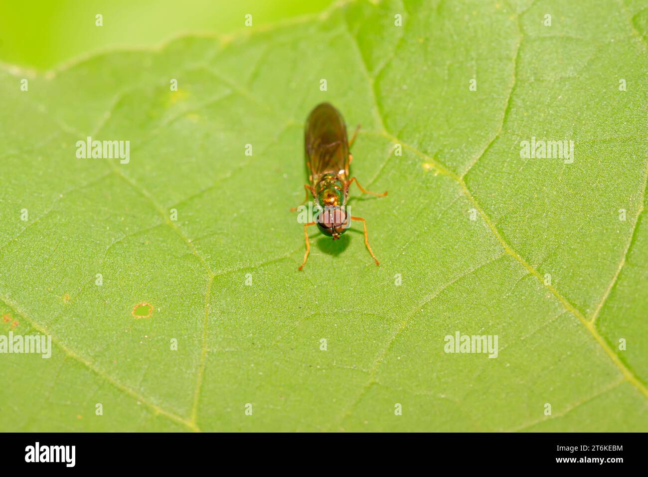 Tabanidae hi-res stock photography and images - Alamy