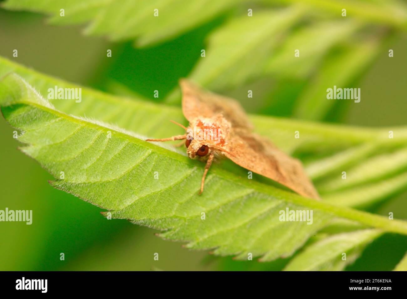 moths insects on green leaf in the wild Stock Photo - Alamy
