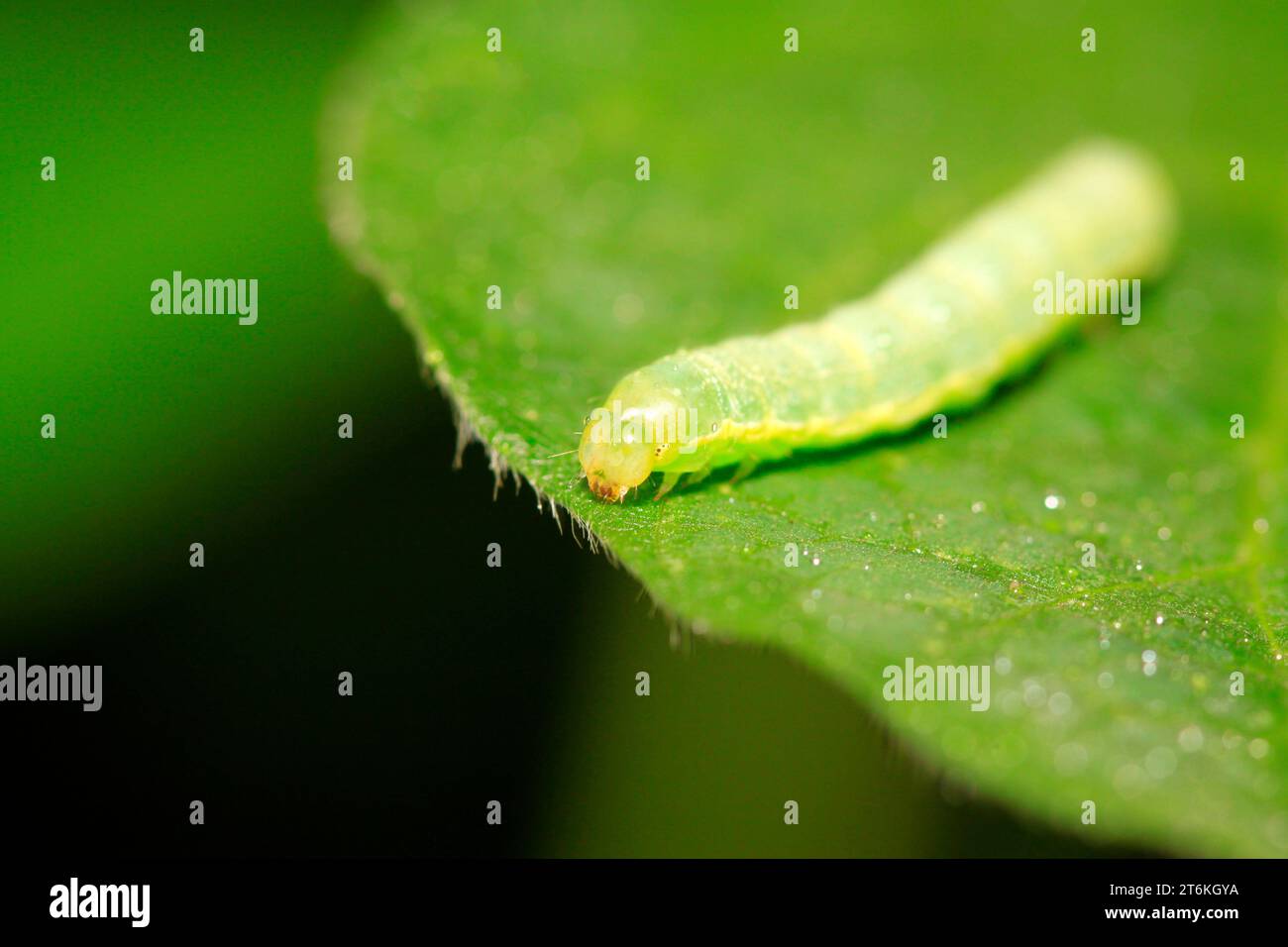 closeup of plutella xylostella on green leaf in the wild Stock Photo