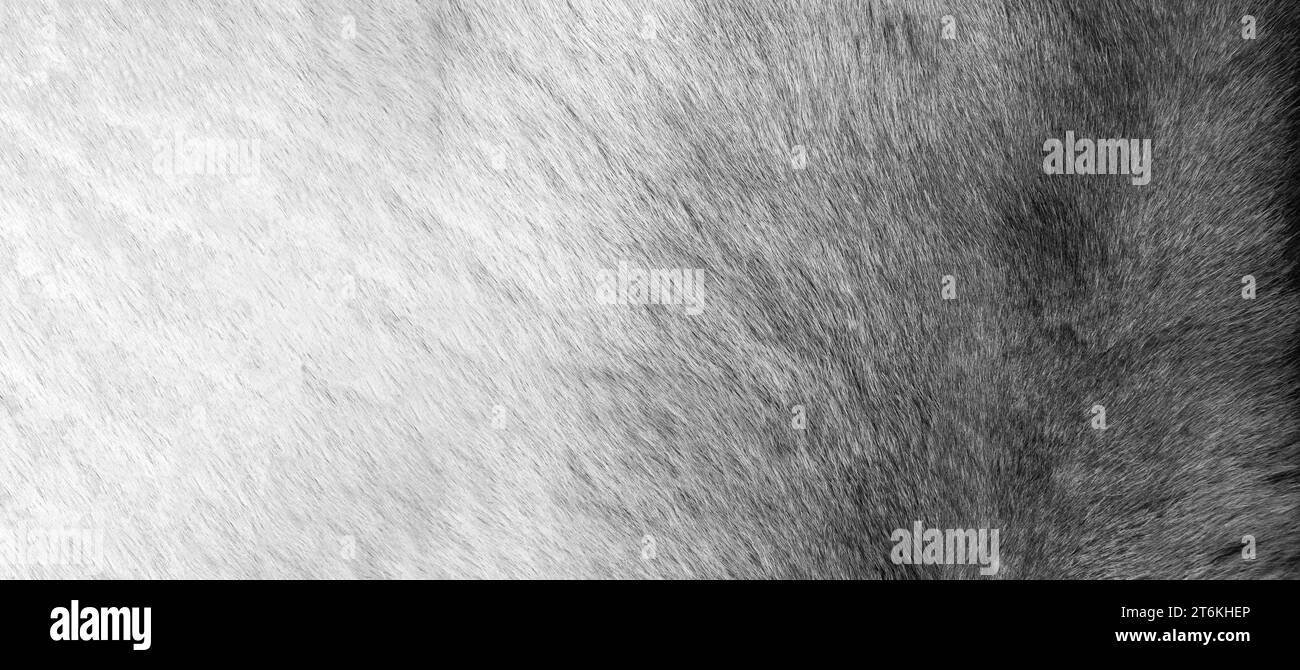 Brown Grey Animal Natural Fur Wolf Fox, Bear, Wildlife texture table top view Concept for hairy Background, textures and wallpaper. Close up detail of Stock Photo