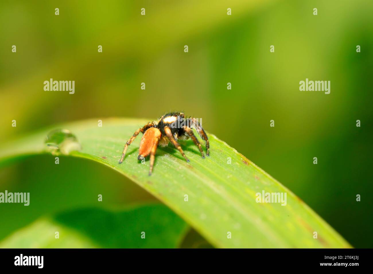 jumping spiders on green leaf in the wild Stock Photo - Alamy