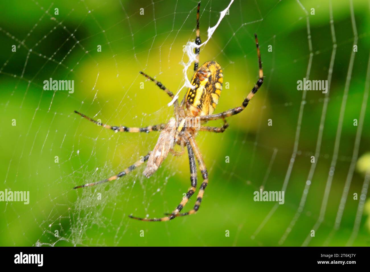 Spider with body markings hi-res stock photography and images - Alamy