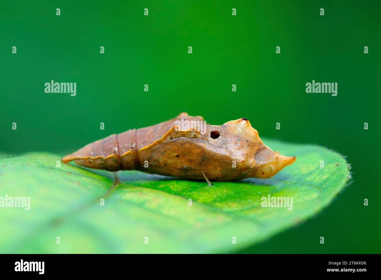 Pup Shell Pupa shell hi-res stock photography and images - Alamy