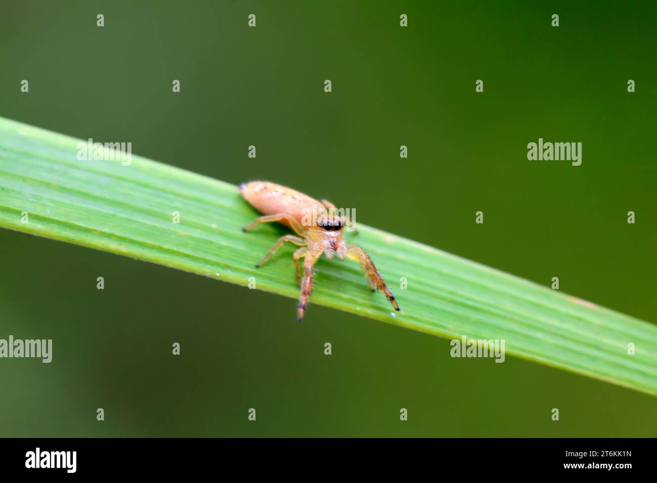 a kind of spider on green leaf in the wild Stock Photo - Alamy