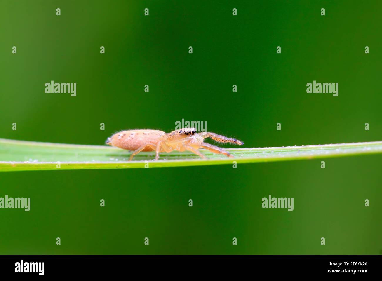 a kind of spider on green leaf in the wild Stock Photo - Alamy