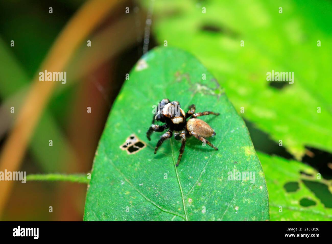 a kind of spider on green leaf in the wild Stock Photo - Alamy