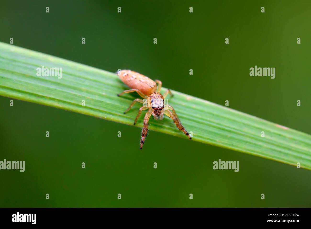 a kind of spider on green leaf in the wild Stock Photo - Alamy