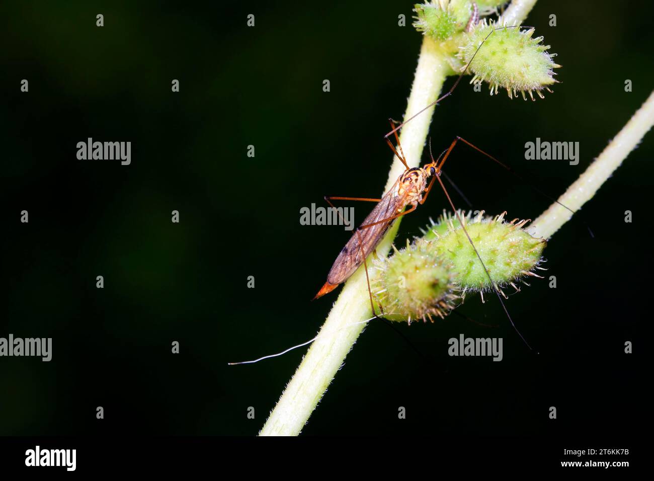 mosquitoes insects on green leaf in the wild Stock Photo