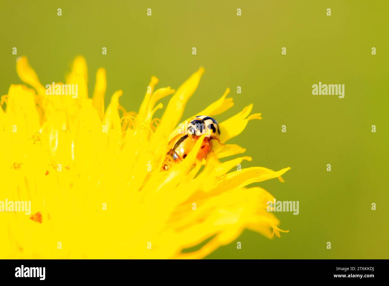 two ladybugs mating on green plant in the wild Stock Photo