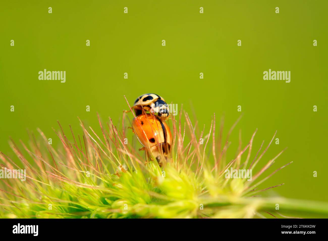 two ladybugs mating on green plant in the wild Stock Photo - Alamy