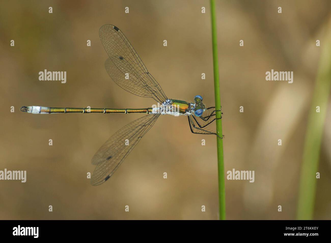 Natural closeup on the blue Emerald spreadwing damselfly, Lestes dryas , with spread wings against a brown background Stock Photo