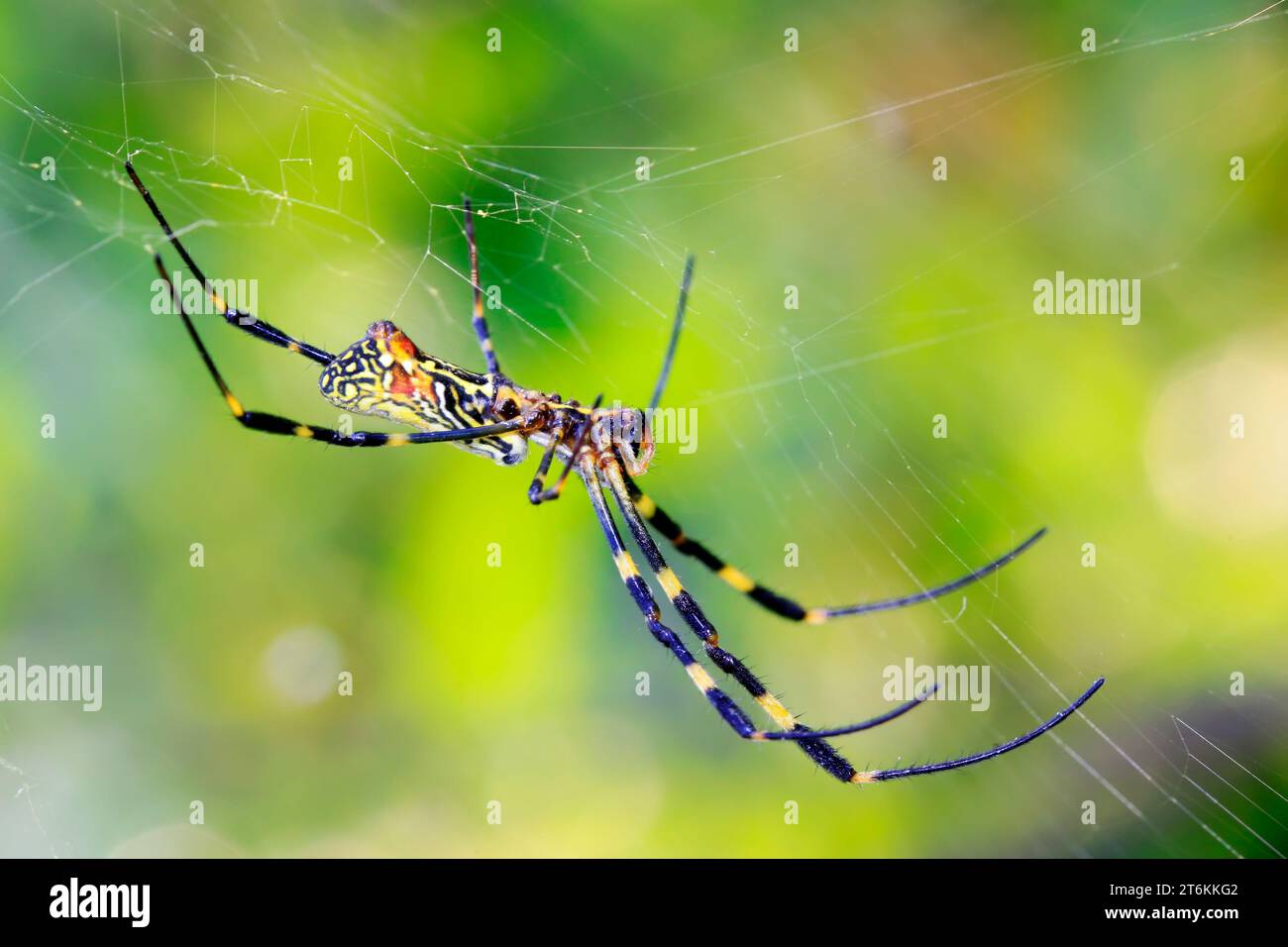 Spider with body markings hi-res stock photography and images - Alamy
