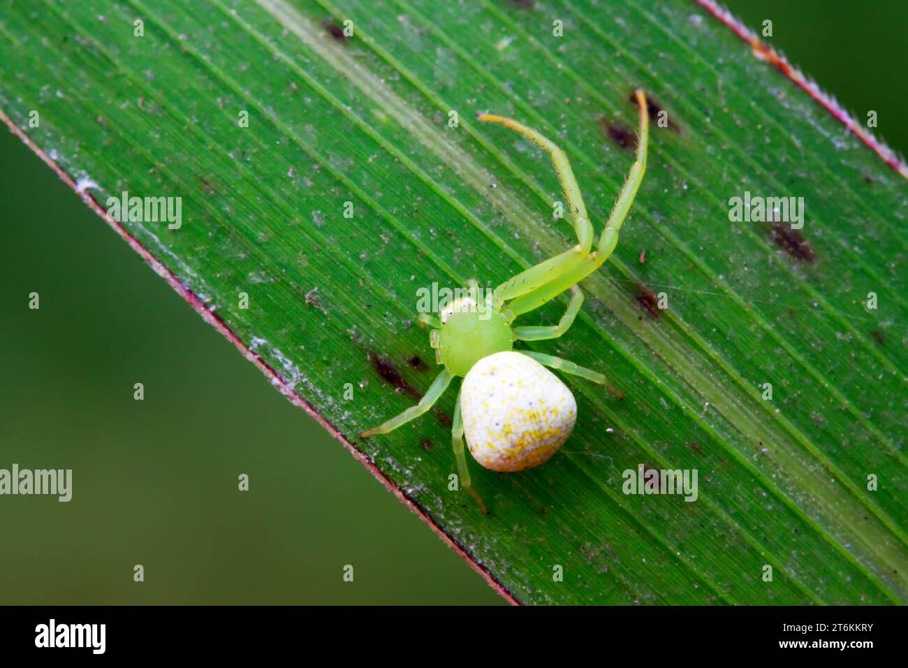 disability crab spiders on green leaf in the wild Stock Photo - Alamy