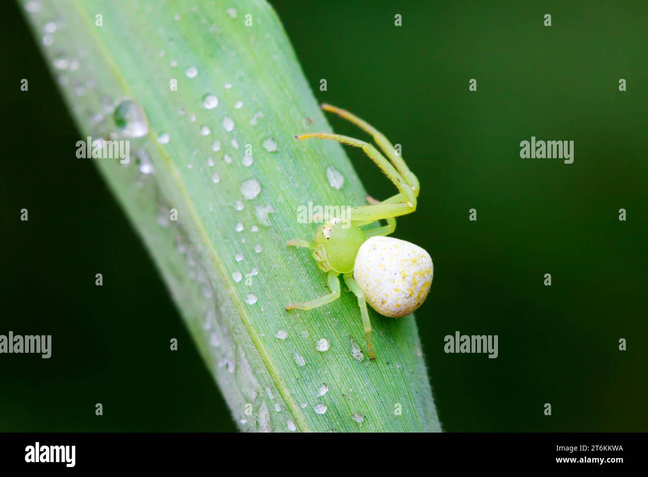 disability crab spiders on green leaf in the wild Stock Photo - Alamy