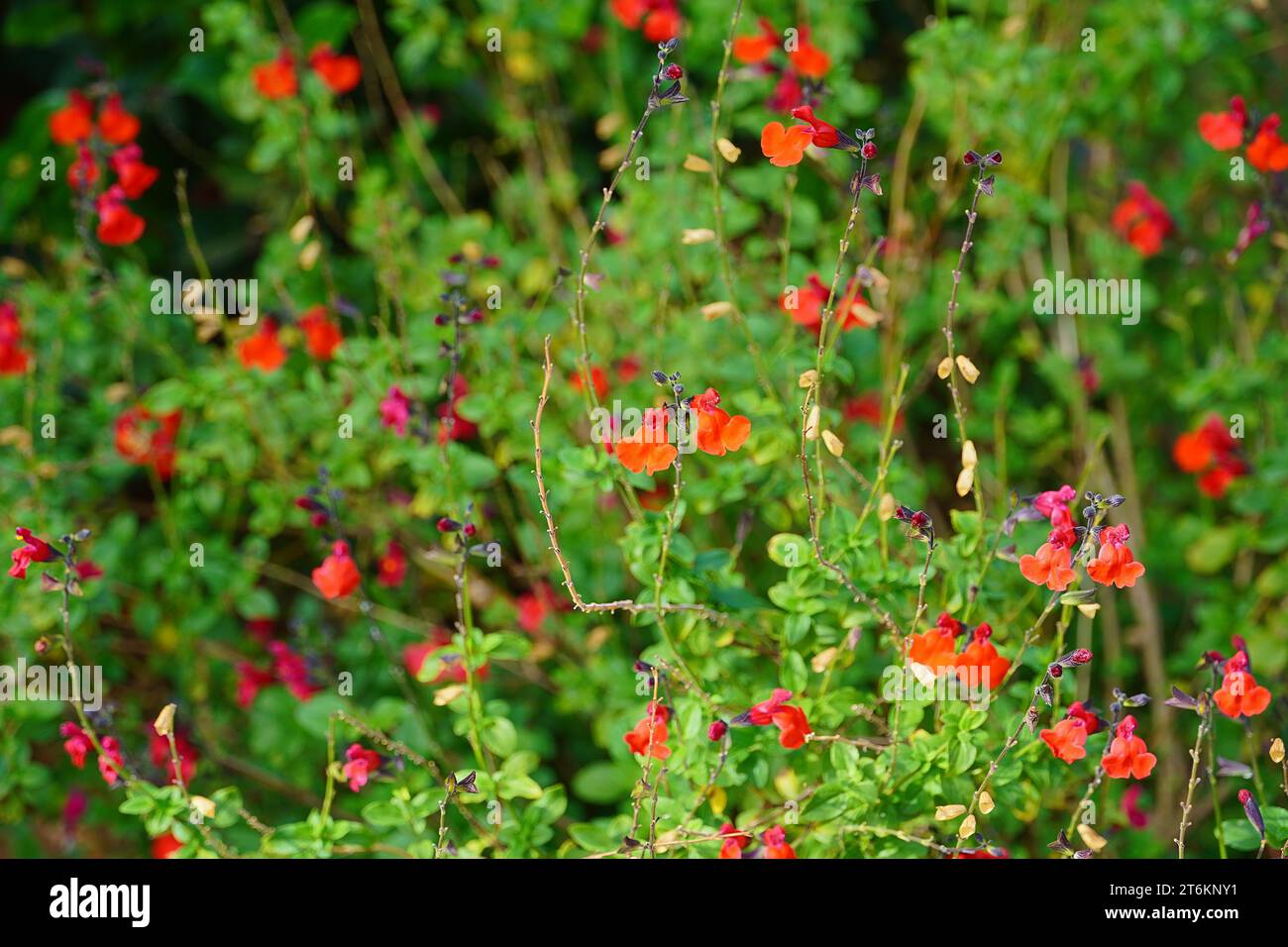 Autumn sage, or Salvia Greggii, red flowers Stock Photo