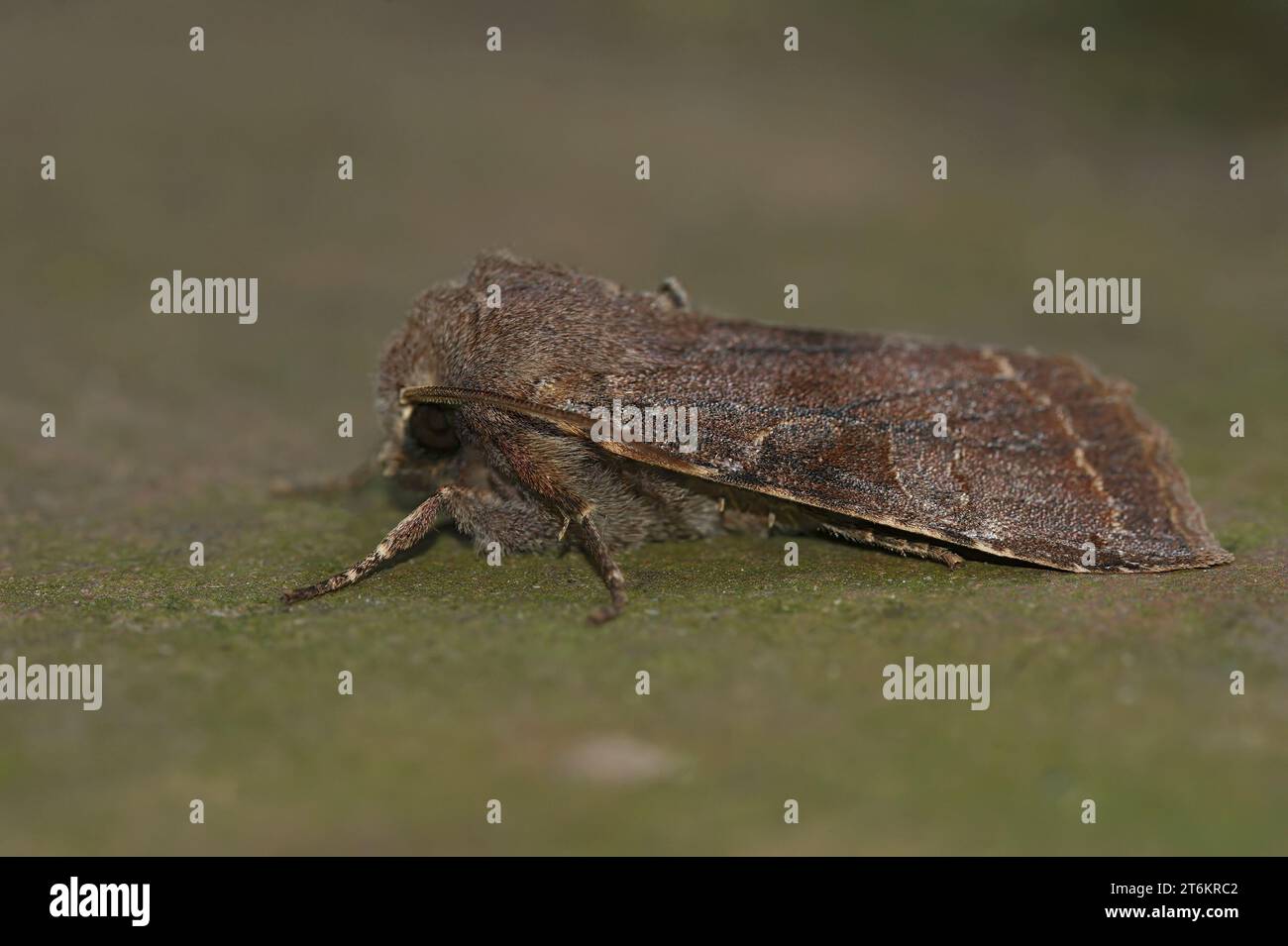 Natural closeup on a Clouded Drab owlet moth, Ortyhosia incerta sitting on wood Stock Photo