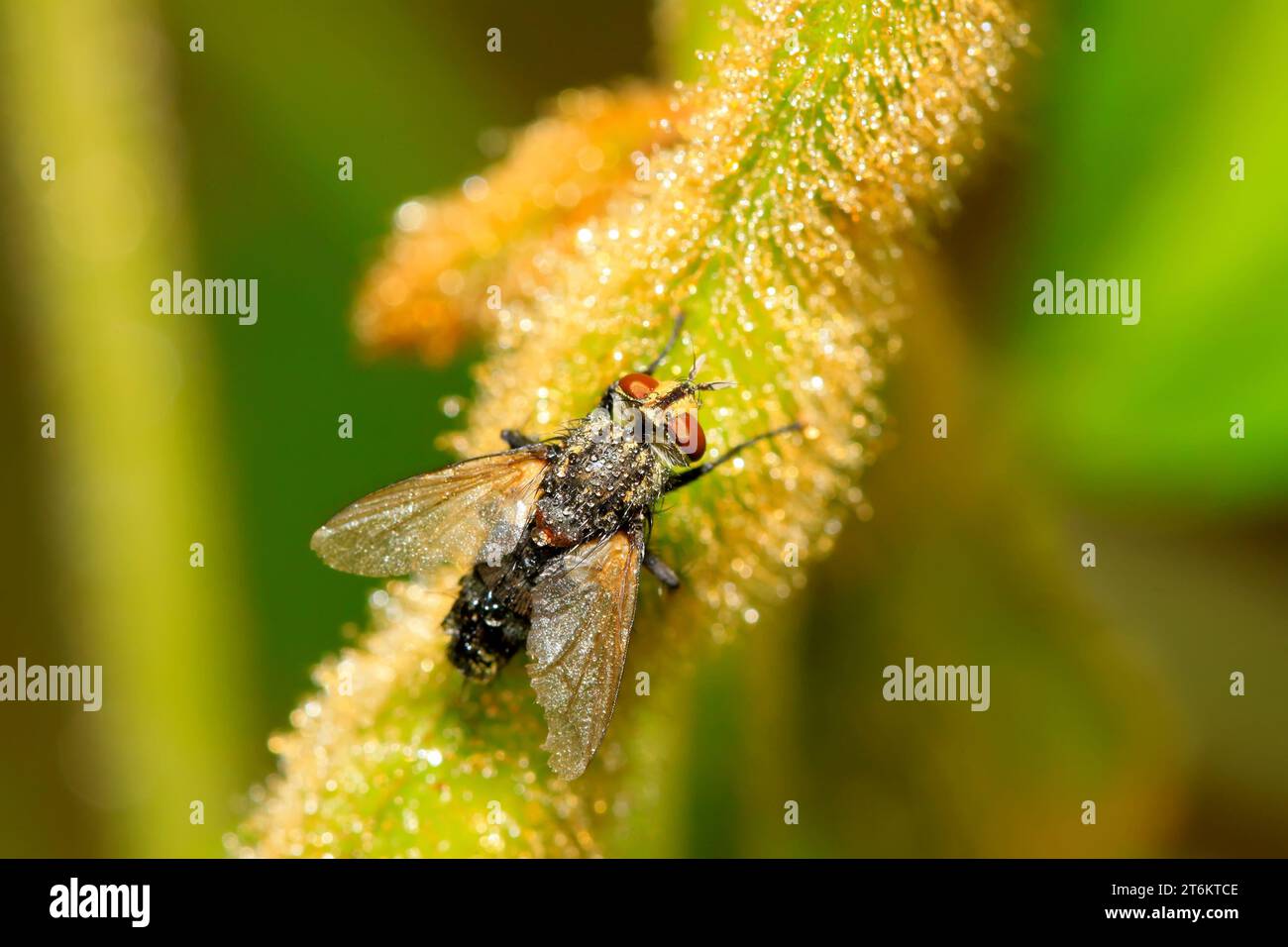 closeup of flesh fly on green leaf Stock Photo
