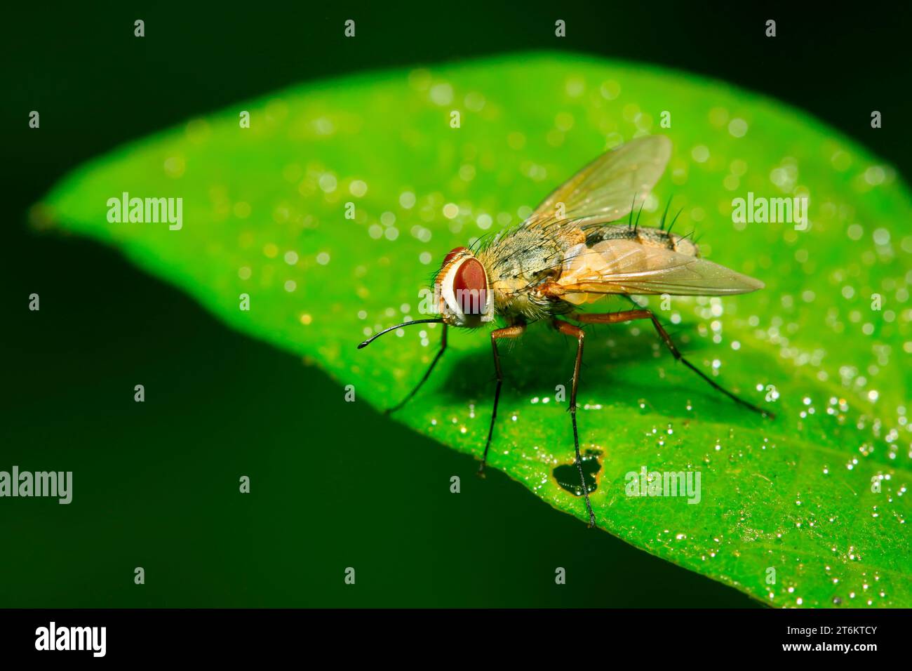 closeup of flesh fly on green leaf Stock Photo