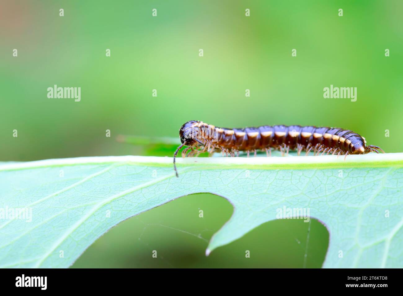a kind of insects, which named prospirobolus Stock Photo - Alamy