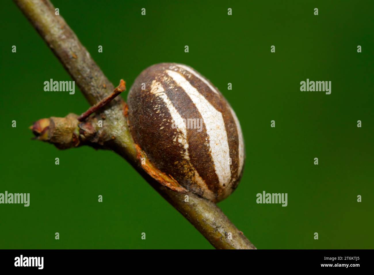 Pupaeform Shell Shell morphology hi-res stock photography and images - Alamy