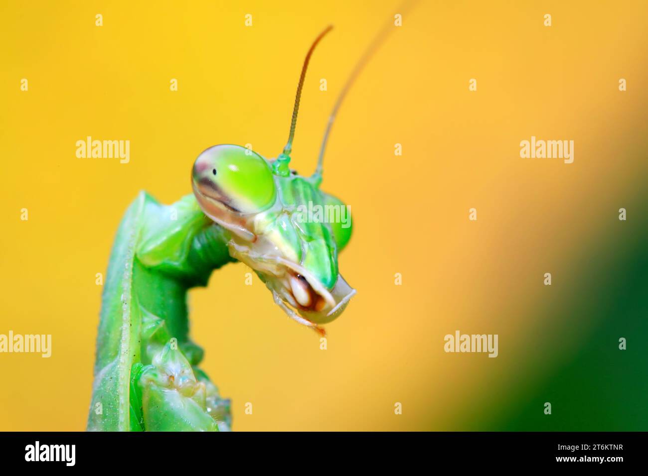 Mantiss head hi-res stock photography and images - Alamy