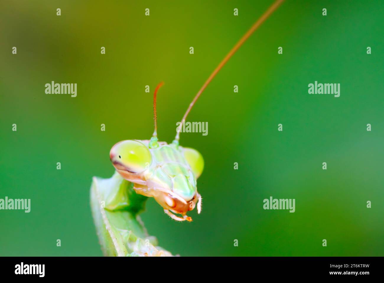Mantiss head hi-res stock photography and images - Alamy