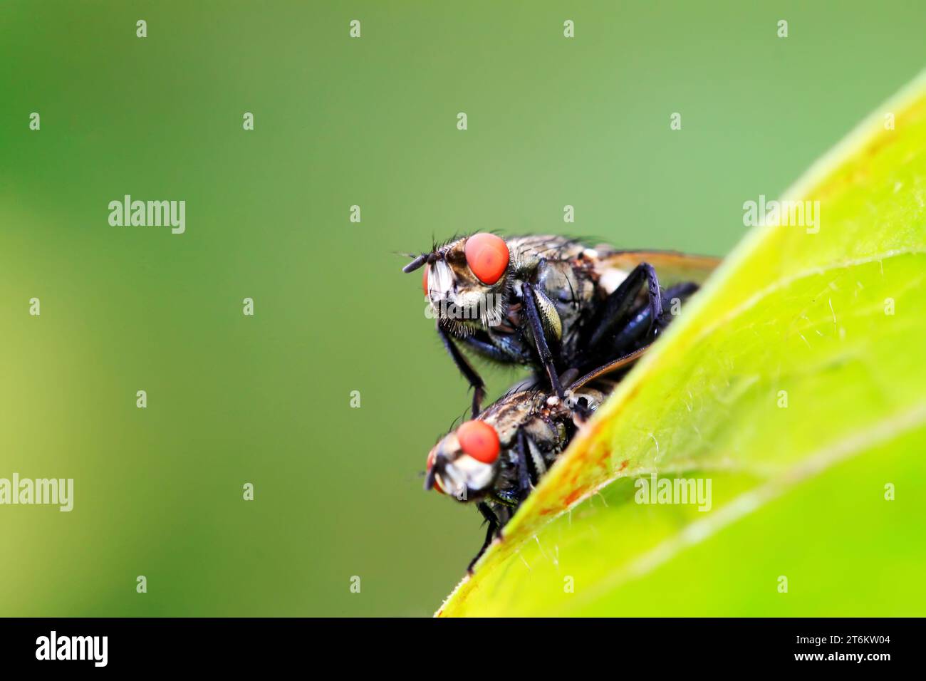 Two Mating Insects Diptera two wings hi-res stock photography and images - Alamy