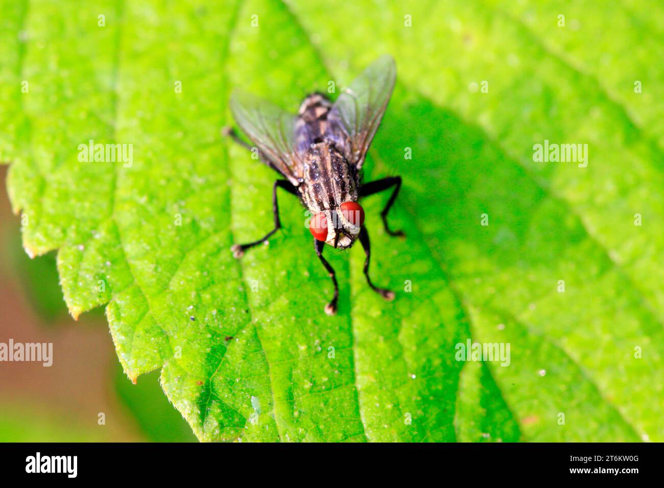 Parasitic tachina fly hi-res stock photography and images - Alamy