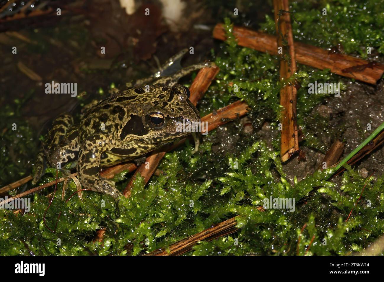 Natural closeup on the endangered and rare Iberian stream, frog Rana iberica, sitting on moss Stock Photo
