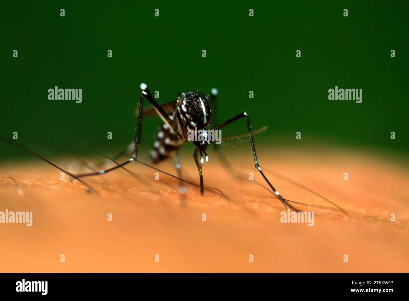 aedes mosquitoes sucking blood, closeup of photo Stock Photo - Alamy