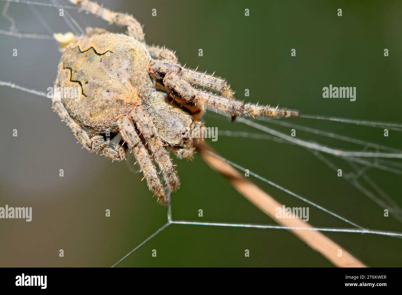 a kind of spider insects in the wild Stock Photo - Alamy