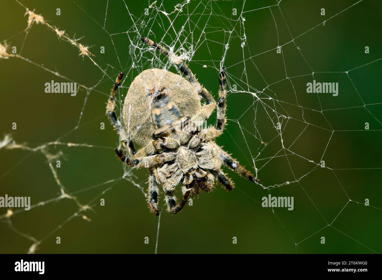 a kind of spider insects in the wild Stock Photo - Alamy