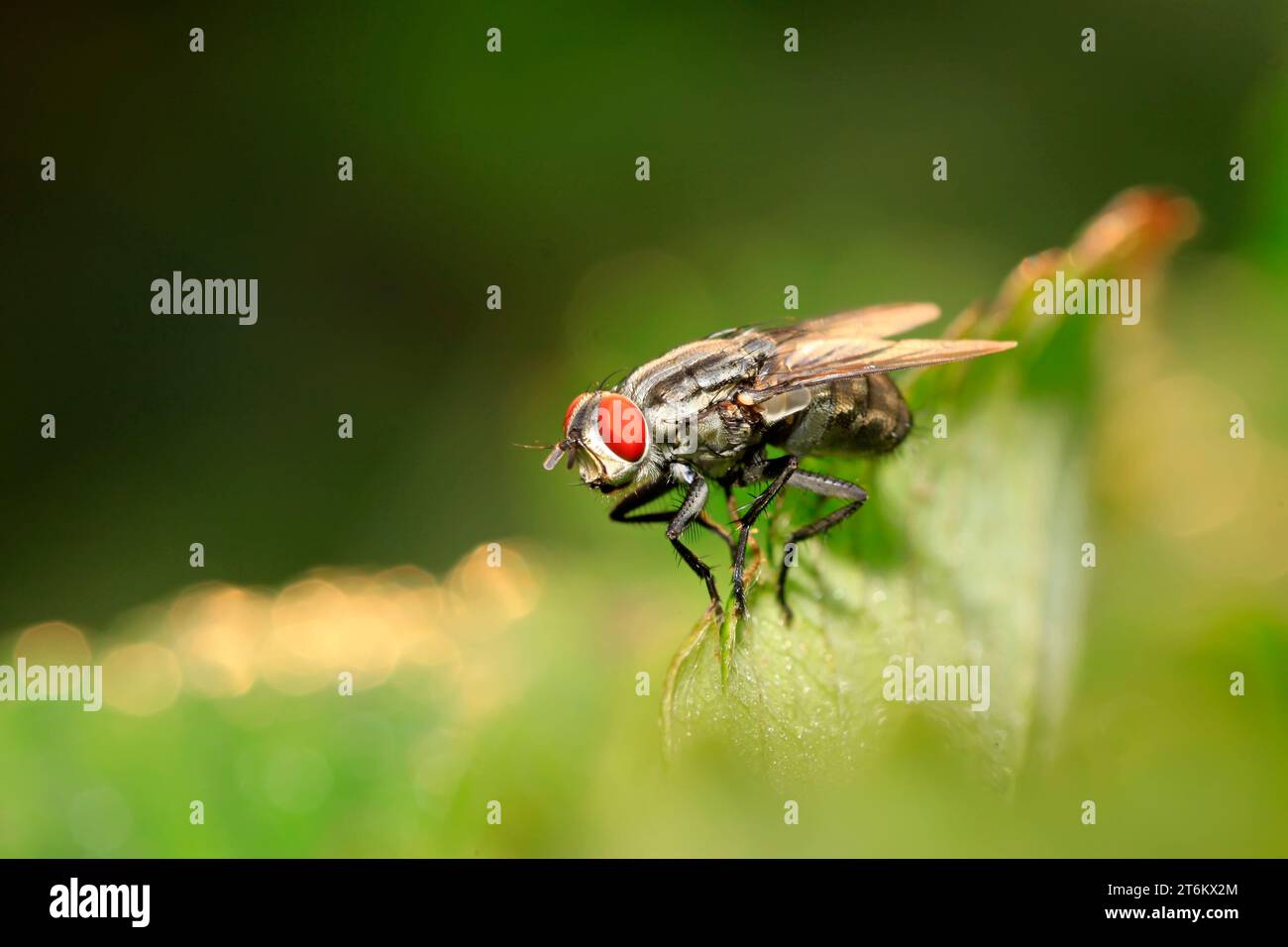 closeup of photo, tachina fly on green leaf Stock Photo