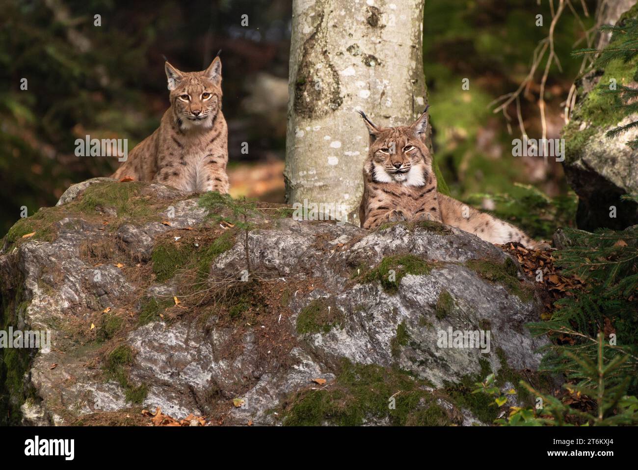 Lynx on the rock in Bayerischer Wald National Park, Germany Stock Photo