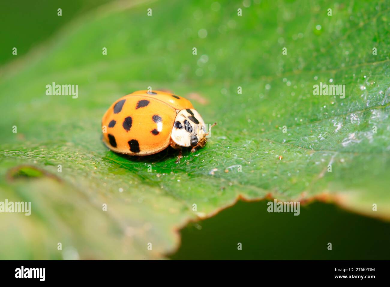 Non-blue ladybug on green leaf in the wild Stock Photo - Alamy