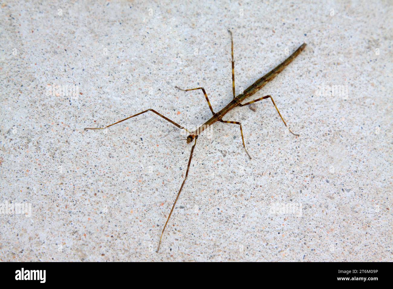 Spectre Stick Insect Stick insects mimicry hi-res stock photography and images - Alamy