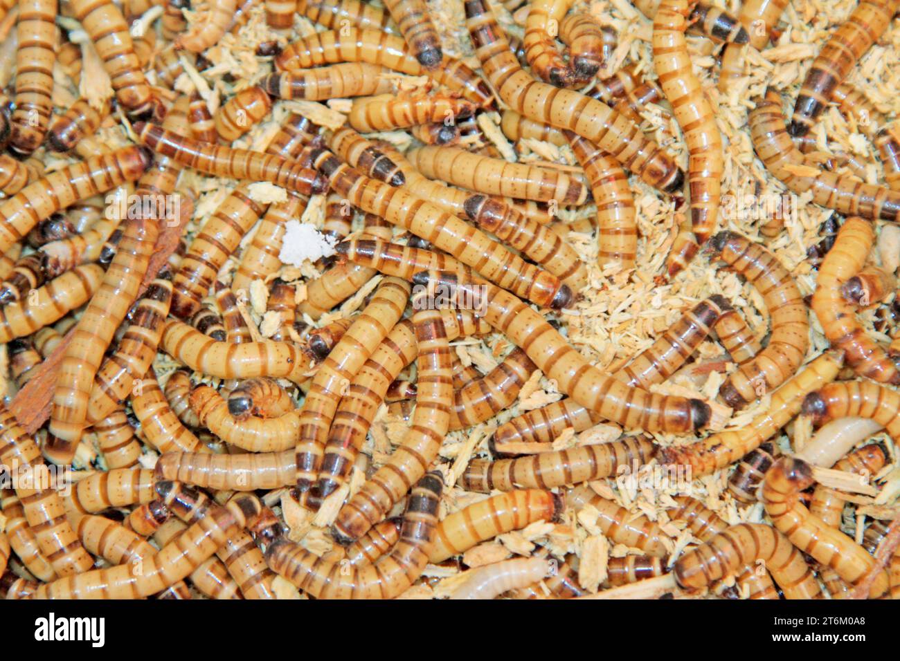 Insect powder not entomophagy hi-res stock photography and images - Alamy