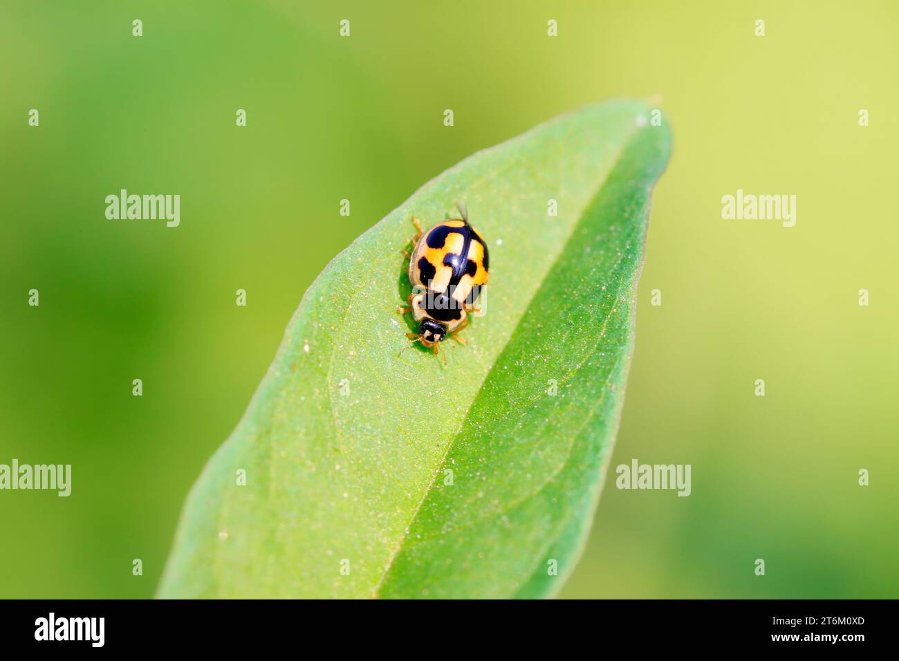 ladybird on green plant Stock Photo