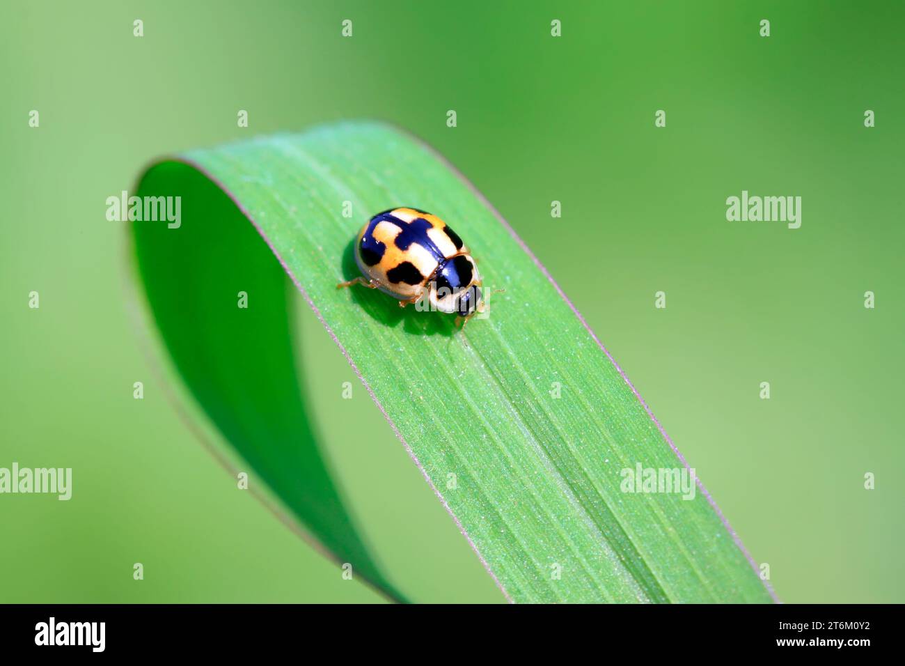 ladybird on green plant Stock Photo