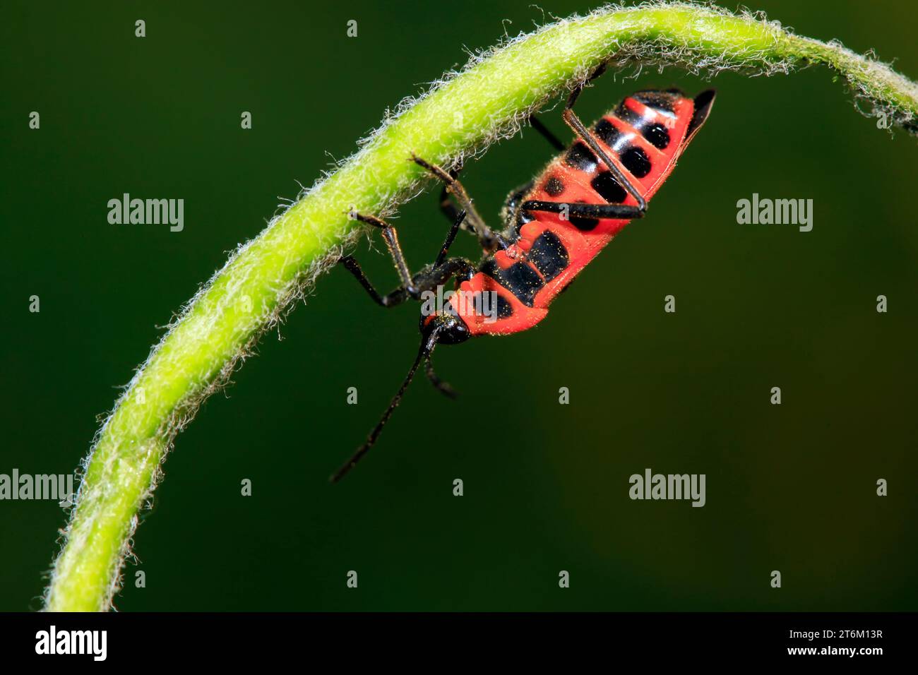 lygaeidae insect on green leaves Stock Photo - Alamy