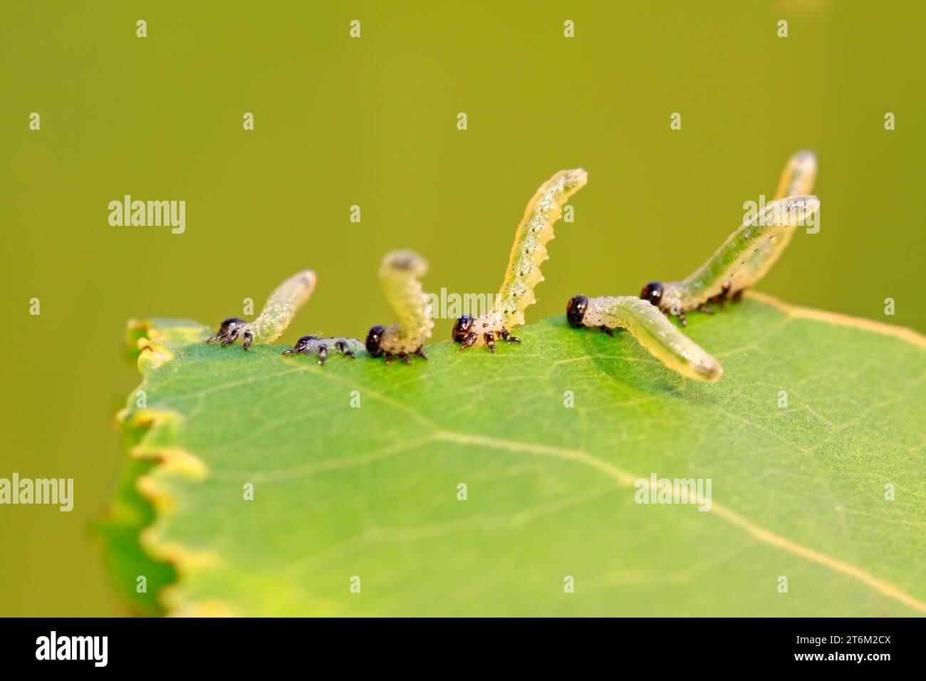 sawfly on plant in the wild Stock Photo