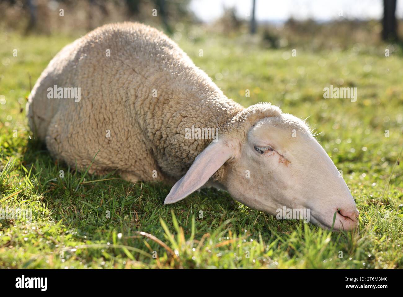 Cute sheep sleeping outdoors on sunny day. Farm animal Stock Photo