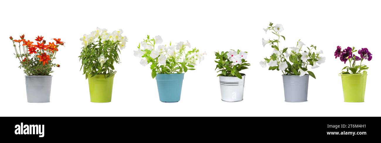 Many flower pots with different plants isolated on white, collection Stock Photo