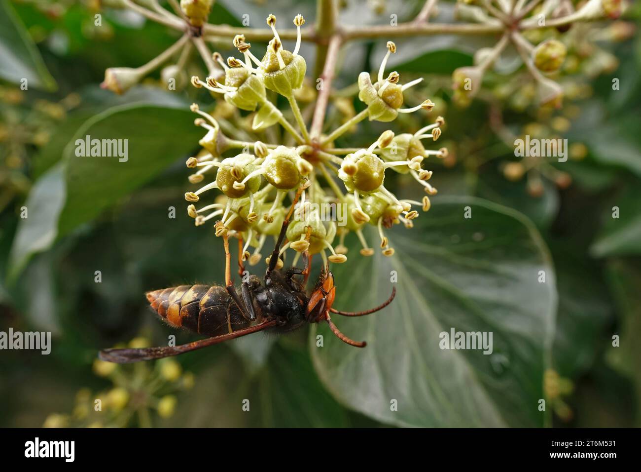 Natural closeup on the invasive Asian hornet, Vespa velutina on an Ivy flower Stock Photo