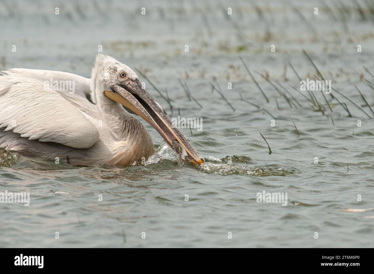 Dalmatian Pelican (Pelecanus crispus) eating fish in Lake Manyas. Hunting Dalmatian Pelican. Dalmatian Pelican feeding. Stock Photo