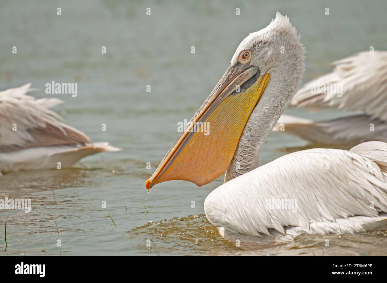 Dalmatian Pelican (Pelecanus crispus) eating fish in Lake Manyas. Hunting Dalmatian Pelican. Dalmatian Pelican feeding. Stock Photo