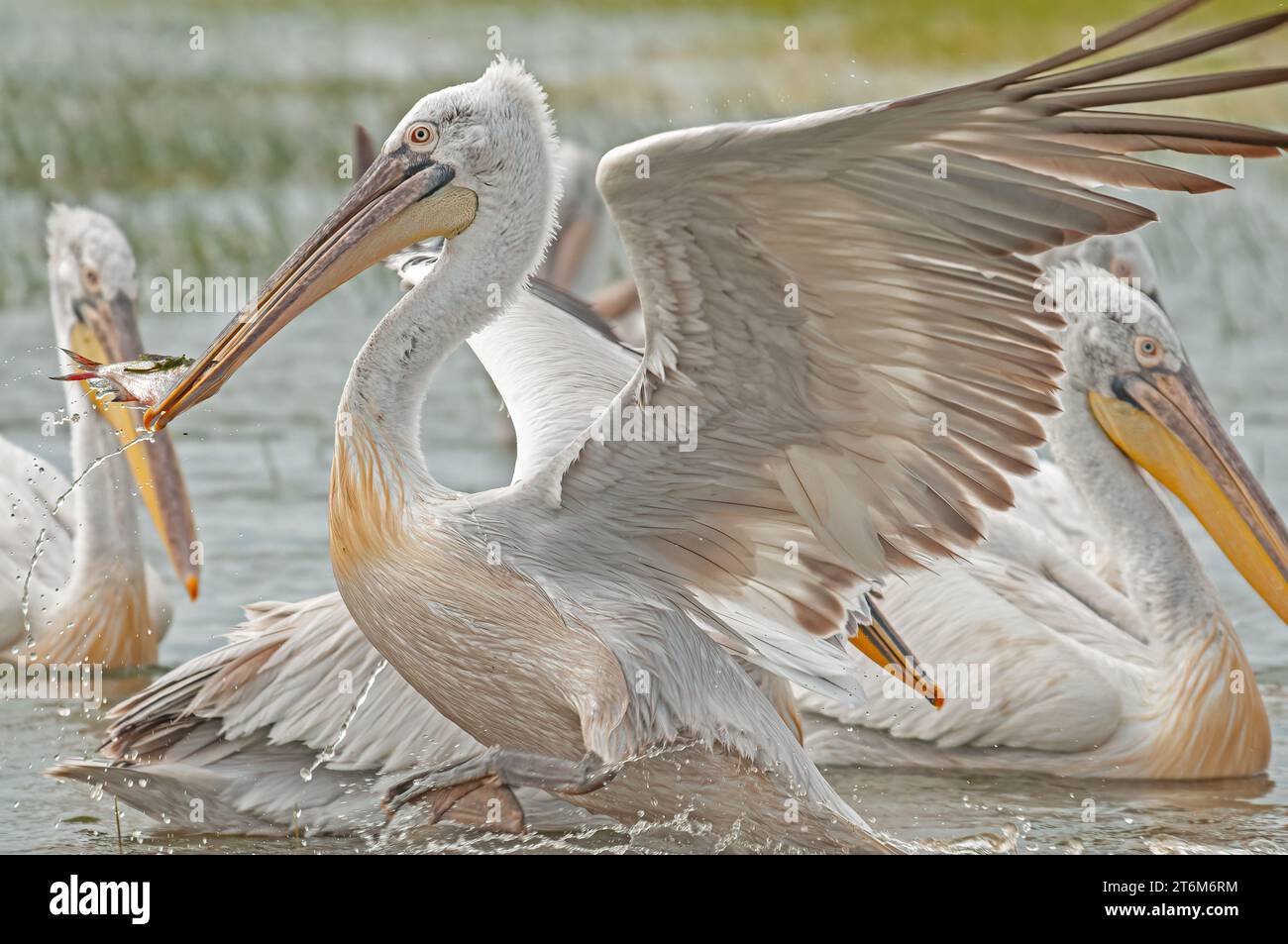 Dalmatian Pelican (Pelecanus crispus) eating fish in Lake Manyas. Hunting Dalmatian Pelican. Dalmatian Pelican feeding. Stock Photo