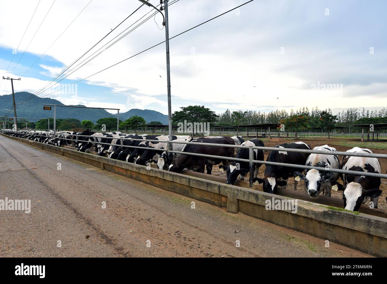 Stunning cow yard landscape in Chokchai Farm, Khao Yai, Thailand