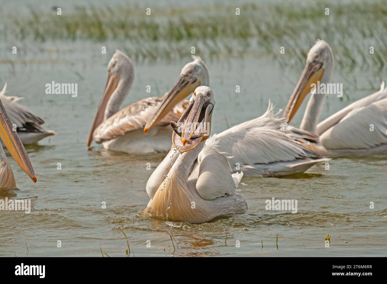 Dalmatian Pelican (Pelecanus crispus) eating fish in Lake Manyas. Hunting Dalmatian Pelican. Dalmatian Pelican feeding. Stock Photo